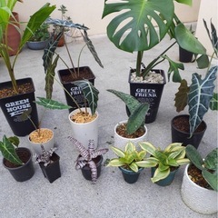 観葉植物色々