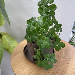 アロマティカス鉢付き　植物　観葉植物