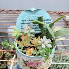 多肉寄せ植え2