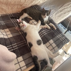 可愛い子猫2匹