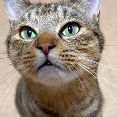 😺👉甘えん坊でおデブなキジトラ男子❣️ 