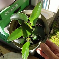 子宝草　一鉢の画像