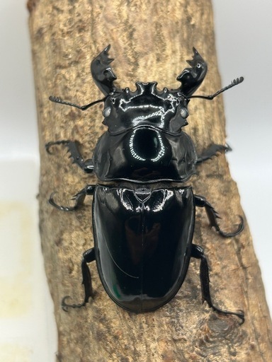 タランドゥスオオツヤクワガタ白眼、雄