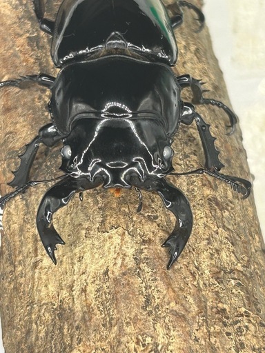 タランドゥスオオツヤクワガタ白眼、雄