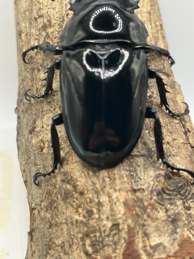 タランドゥスオオツヤクワガタ白眼、雄
