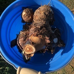 里芋　親芋　採れたて　202411233の画像