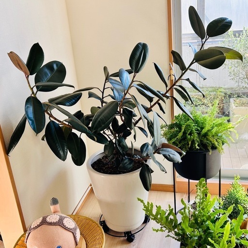 大型 観葉植物 フィカス・バーガンディ