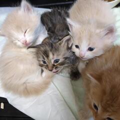 １ヶ月なりたての子猫