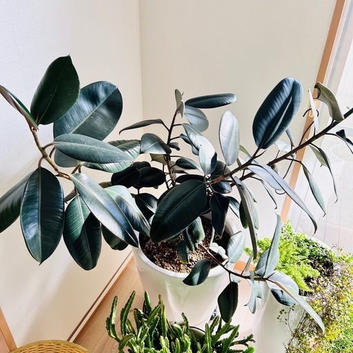大型 観葉植物 フィカス・バーガンディ