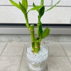 ミリオンバンブー　観葉植物　ハイドロカルチャー