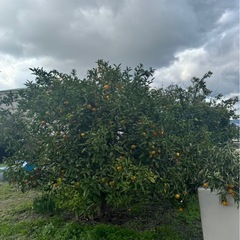 みかん　ちぎり放題  の画像