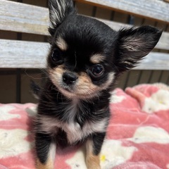 チワワ男の子　里親募集中 - 犬