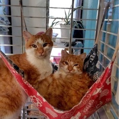 急募　仲良し　にくだんご兄弟の里親さん募集 - 東松山市