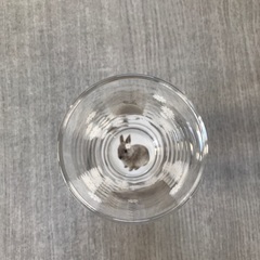 うさぎ　グラスの画像