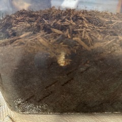 カブトムシ幼虫　7匹くらい