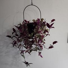 ハンギング植物セット「シマムラサキツユクサ」の画像