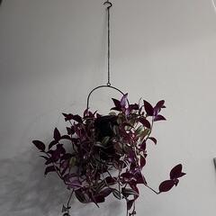 ハンギング植物セット「シマムラサキツユクサ」