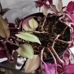 ハンギング植物セット「シマムラサキツユクサ」の画像