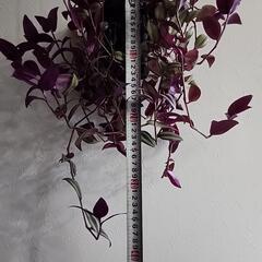 ハンギング植物セット「シマムラサキツユクサ」の画像