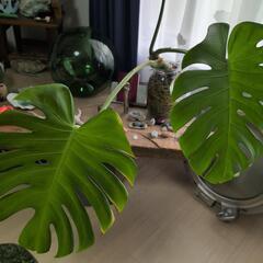モンステラ