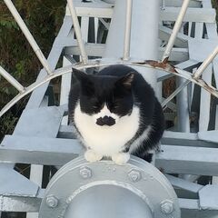 【埼玉・久喜】猫が好きな友達募集 - 久喜市