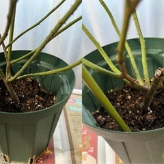 バラ苗・オールドローズ「ジャックカルティエ」挿し木苗(2年目)の画像