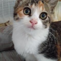 すっごく可愛い三毛！なでなで大好き