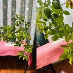 バラ苗・イングリッシュローズ「ラジオ タイムズ」挿し木苗(2年目)の画像