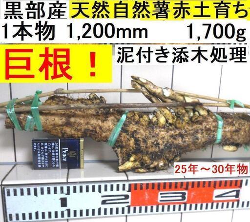 すぐにお渡しできます ♪黒部産・超粘り！赤土粘土の天然自然薯巨根1本物・長尺1,200mm≒1,700g