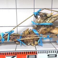   すぐにお渡しできます ♪黒部産・超粘り！赤土粘土の天然自然薯1本物・長尺1,065mm≒巨根1,100gの画像