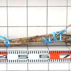   すぐにお渡しできます ♪黒部産・超粘り！赤土粘土の天然自然薯1本物・長尺1,065mm≒巨根1,100gの画像