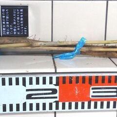   すぐにお渡しできます ♪黒部産・超粘り！赤土粘土の天然自然薯1本物・長尺1,065mm≒巨根1,100gの画像