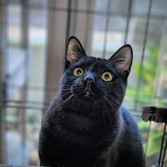 12/1　譲渡会参加　黒猫の男の子　ぽぽ