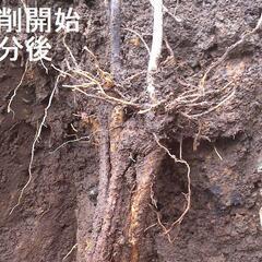   すぐにお渡しできます ♪黒部産・超粘り！赤土粘土の天然自然薯1本物・長尺1,065mm≒巨根1,100gの画像