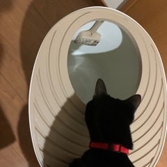 上から猫トイレの画像