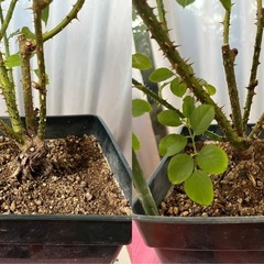 バラ苗・イングリッシュローズ「ムンステッドウッド」大苗2年目の画像