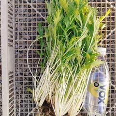 水菜　100円　野菜　国分　霧島市
