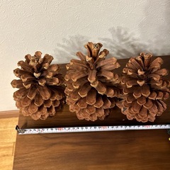定価3000円！クリスマスツリー作成にどうぞ！巨大松ぼっくりの画像