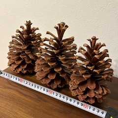 定価3000円！クリスマスツリー作成にどうぞ！巨大松ぼっくりの画像