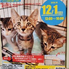 12月1日に福山で保護猫の譲渡会