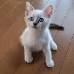 子猫シャム系ぽい♡男の子2ヶ月◇里親募集