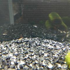 エビ（ピクシーシュリンプ）の画像