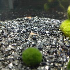 エビ（ピクシーシュリンプ）の画像