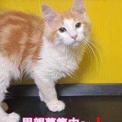 里親募集中！生後4ヶ月ノルウェージャンフォレストキャット♂(⋈◍...