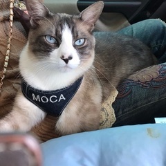 迷い猫探し