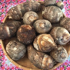 掘りたて里芋（サトイモ）の画像