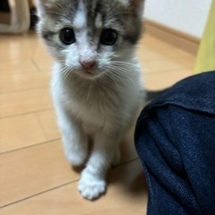 可愛いハチ君 - 猫