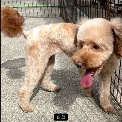 可愛いトイプードルのメスです