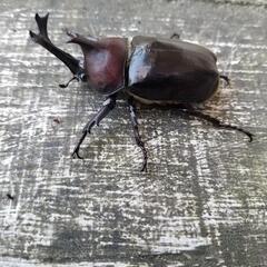 終了致します‼️第63回国産外国産クワガタカブトムシ安売り‼️