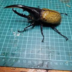 国産外国産クワガタカブトムシ500円クジ‼️